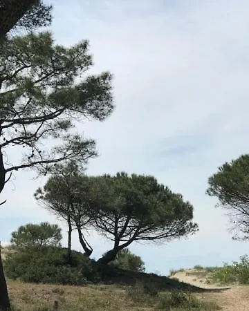 Oh! - La Tamarissiere *